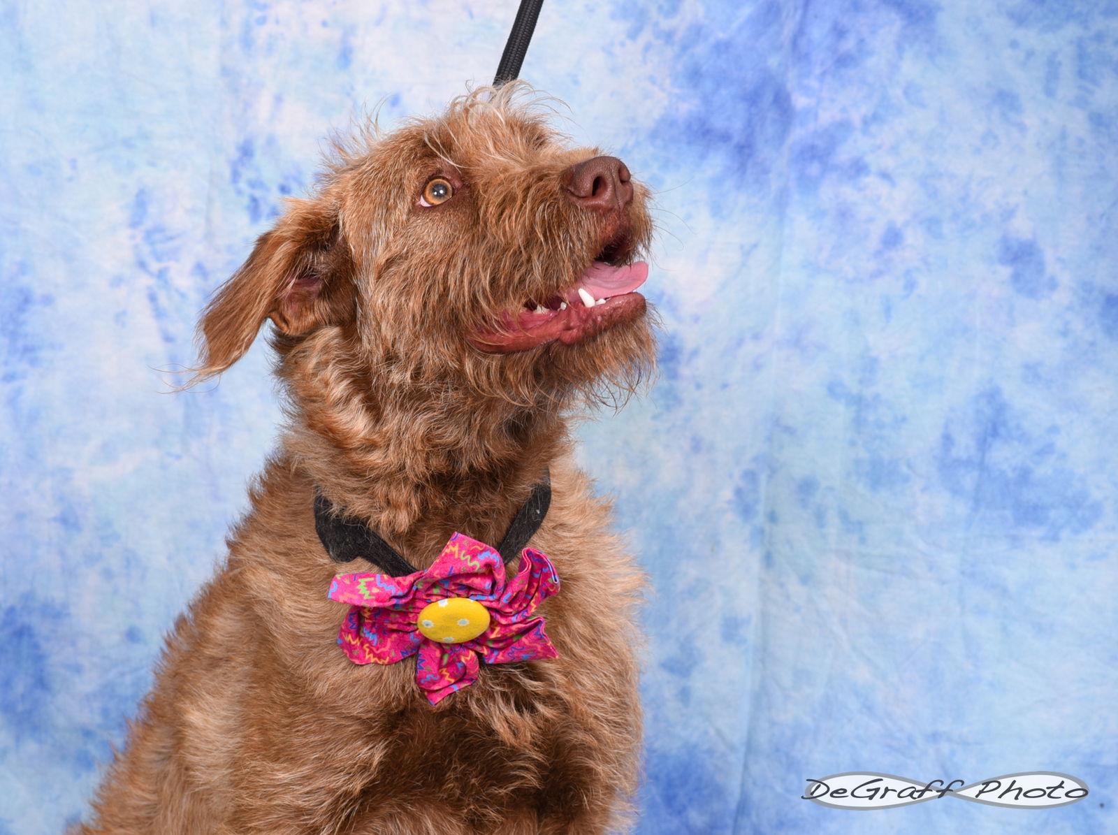 Ruthie, a Adopted Terrier in Pittsboro, NC image 3/3