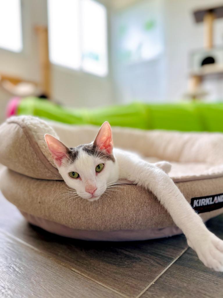 Kaspurr — thumbnail 5