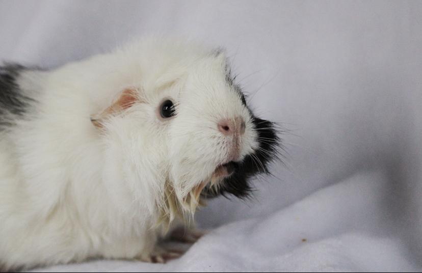 Enlarge Gidget, an adopted mixed breed in Chickasha, OK image 1/2