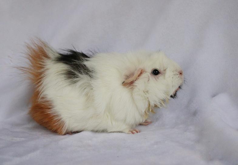 Enlarge Gidget, an adopted mixed breed in Chickasha, OK image 2/2