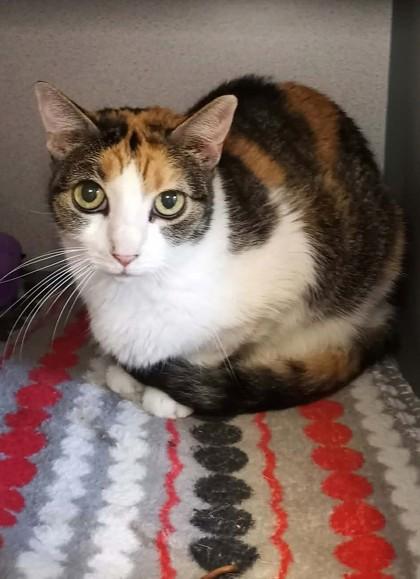 Sassy, Adoptable, Adult Female Domestic Short Hair.