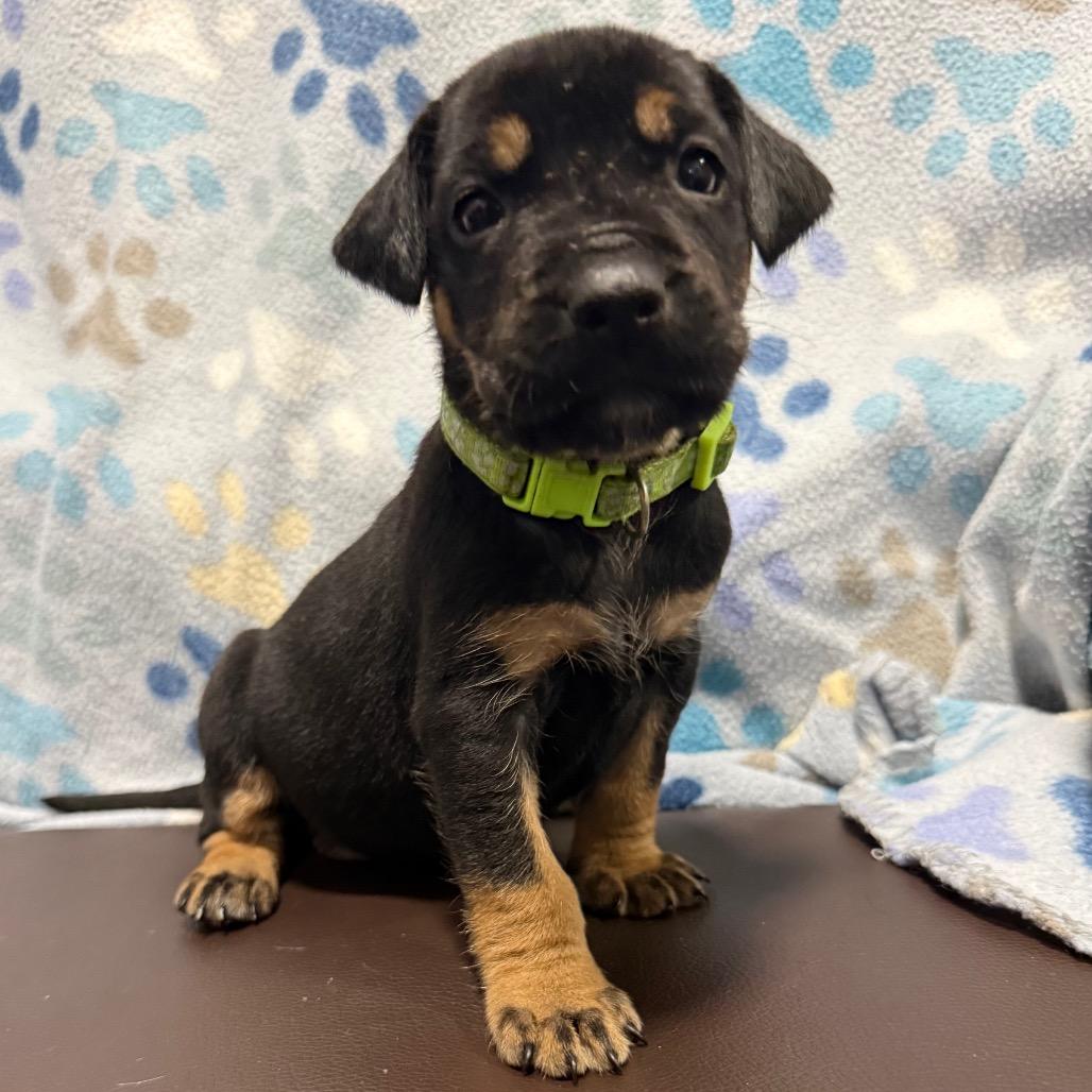 Enlarge Dragonfly, a Adoptable mixed breed in Cabot, AR image 1/4