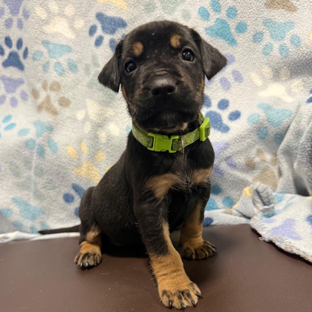 Enlarge Dragonfly, a Adoptable mixed breed in Cabot, AR image 3/4