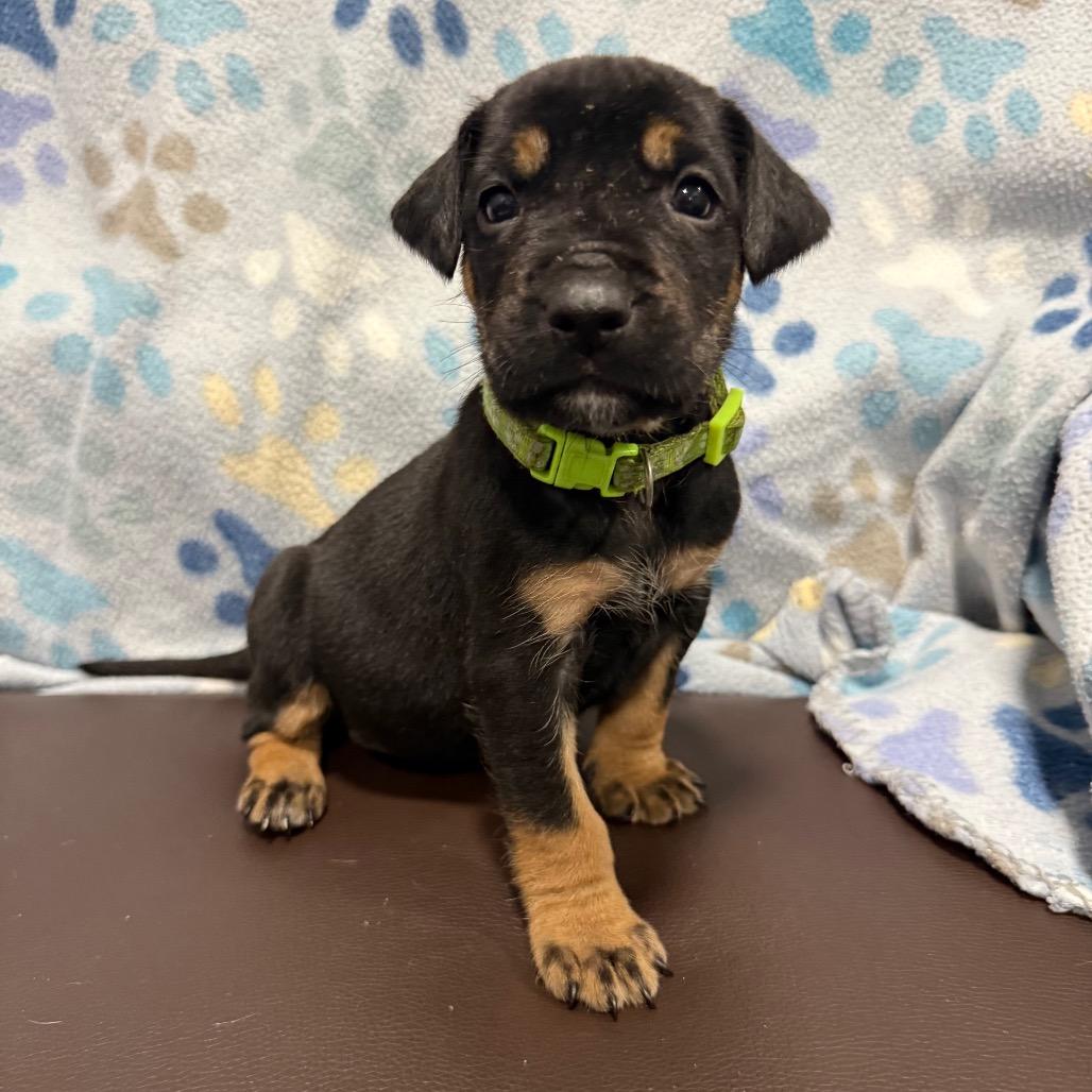 Enlarge Dragonfly, a Adoptable mixed breed in Cabot, AR image 4/4