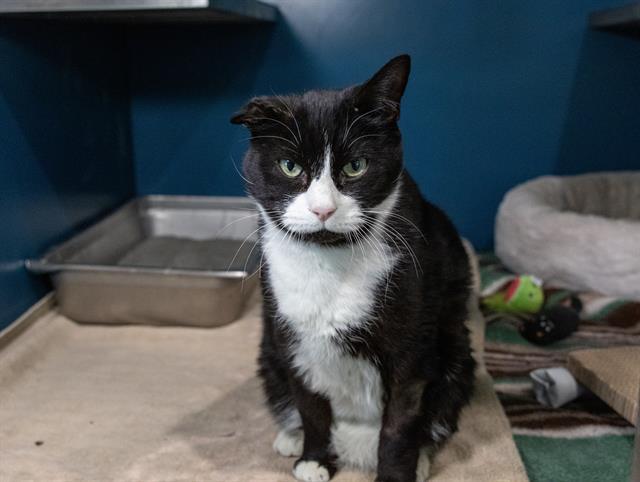 OREO, Adoptable, Senior Male Domestic Short Hair.
