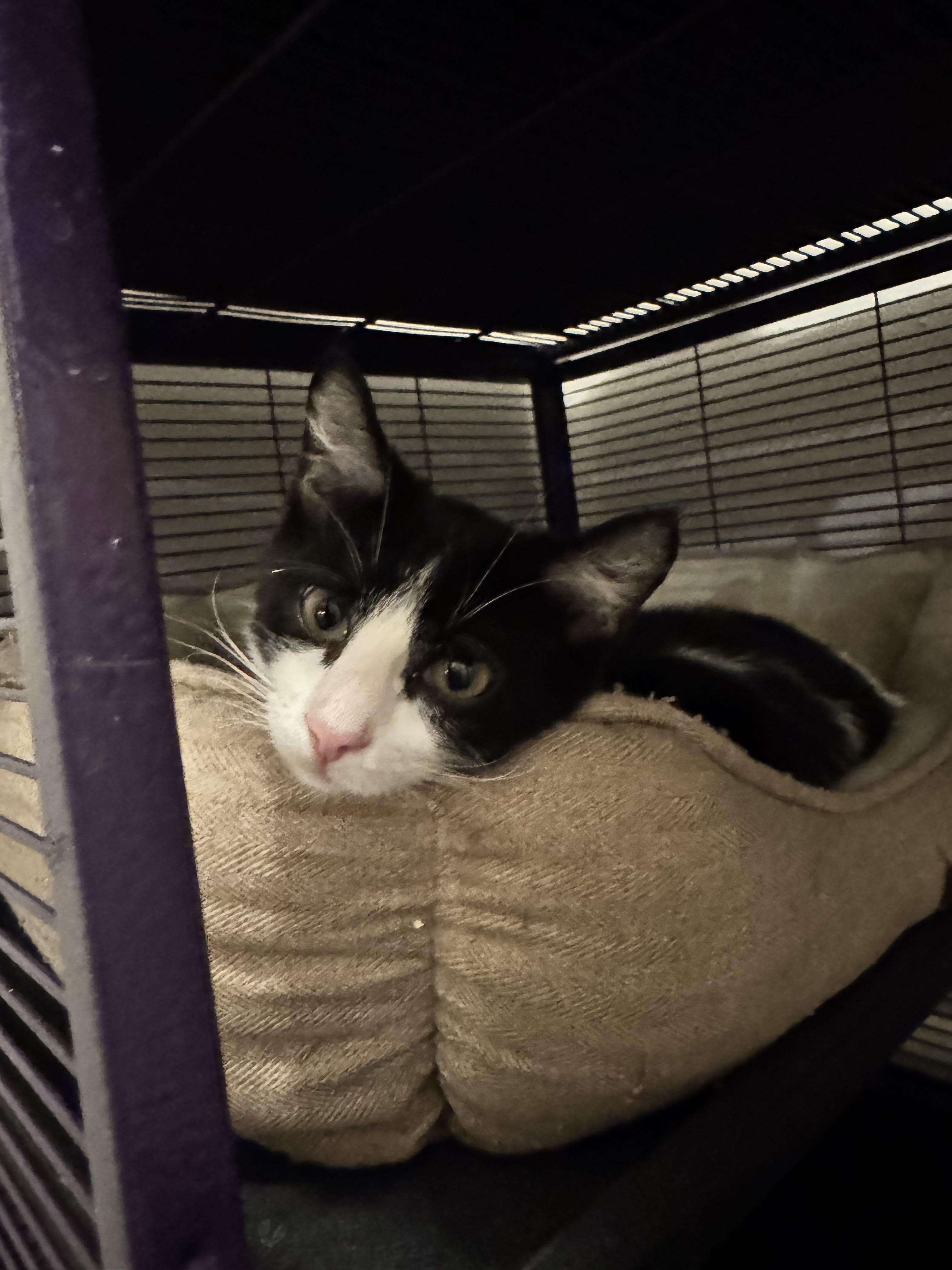Doc, Adopted, Kitten Male Domestic Short Hair.