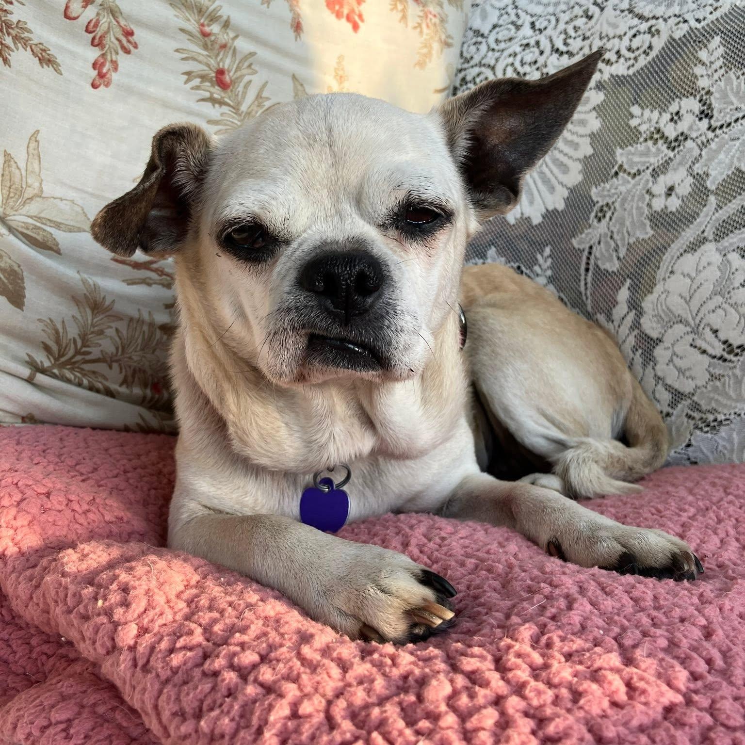Mrs. Beasley, an adopted mixed breed in Rockville, MD image 5/6