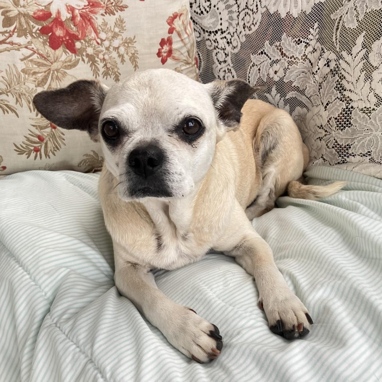 Mrs. Beasley, adopted, Senior Female Chihuahua & Pug.