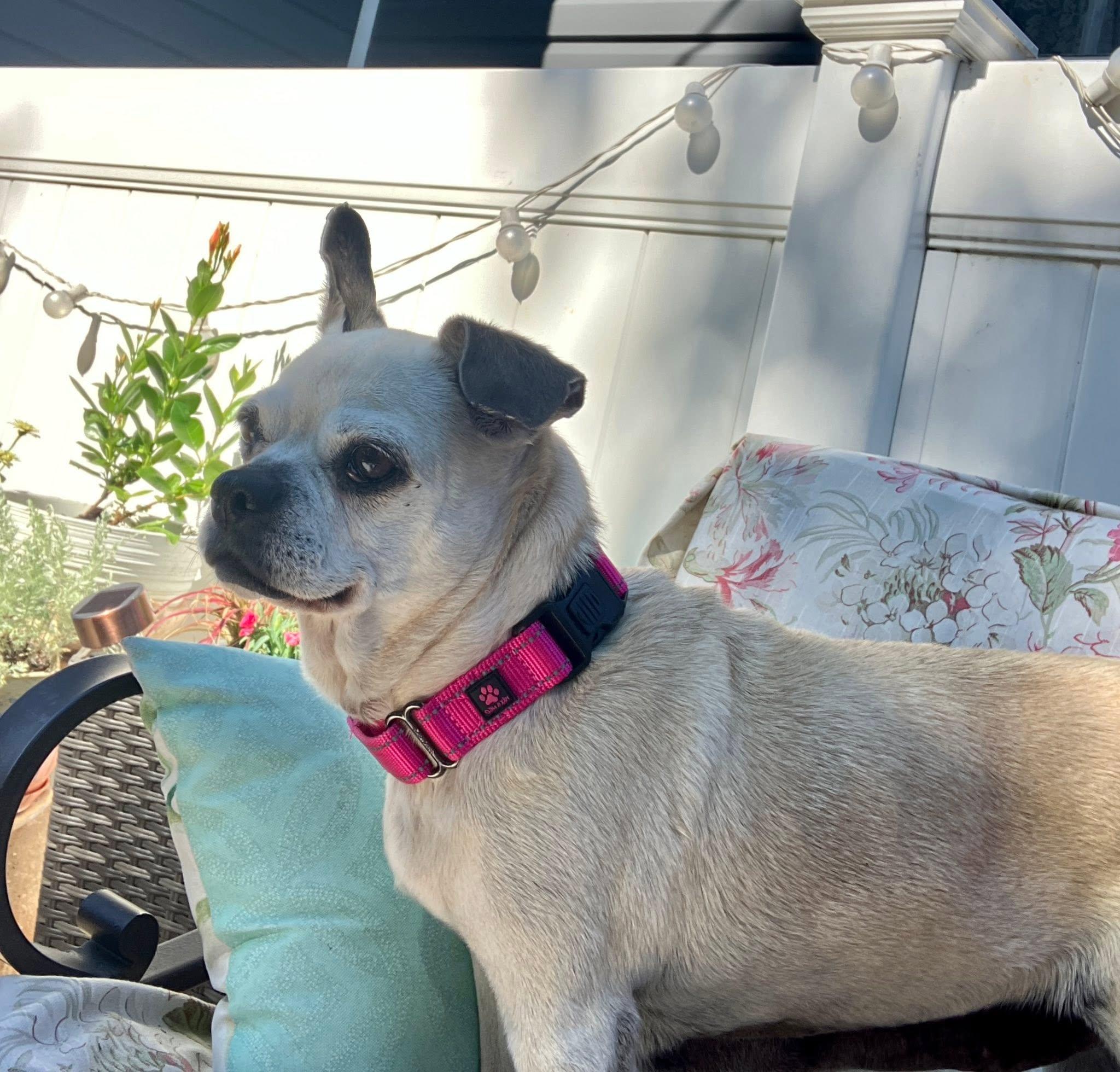 Mrs. Beasley, an adopted mixed breed in Rockville, MD image 3/6