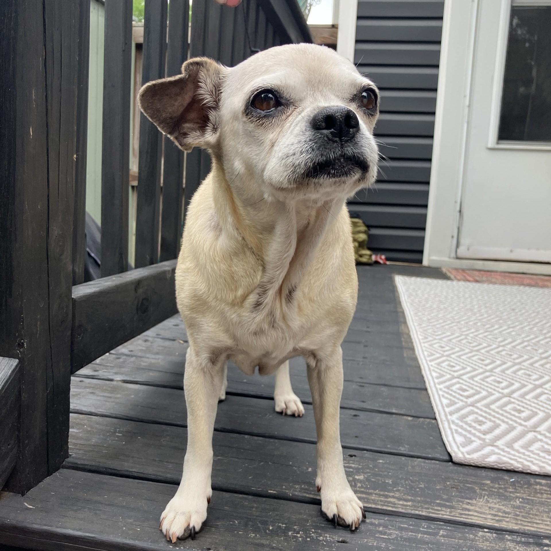 Mrs. Beasley, an adopted mixed breed in Rockville, MD image 6/6
