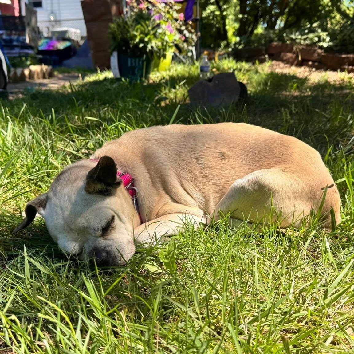 Mrs. Beasley, an adopted mixed breed in Rockville, MD image 4/6
