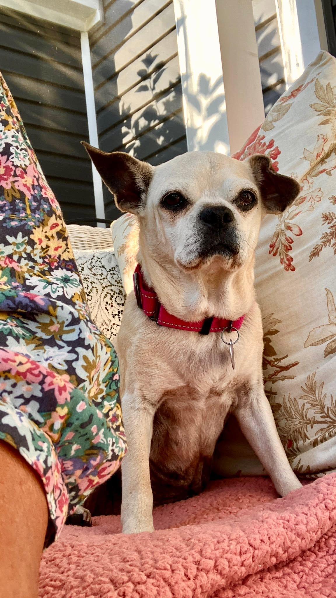 Mrs. Beasley, an adopted mixed breed in Rockville, MD image 2/6