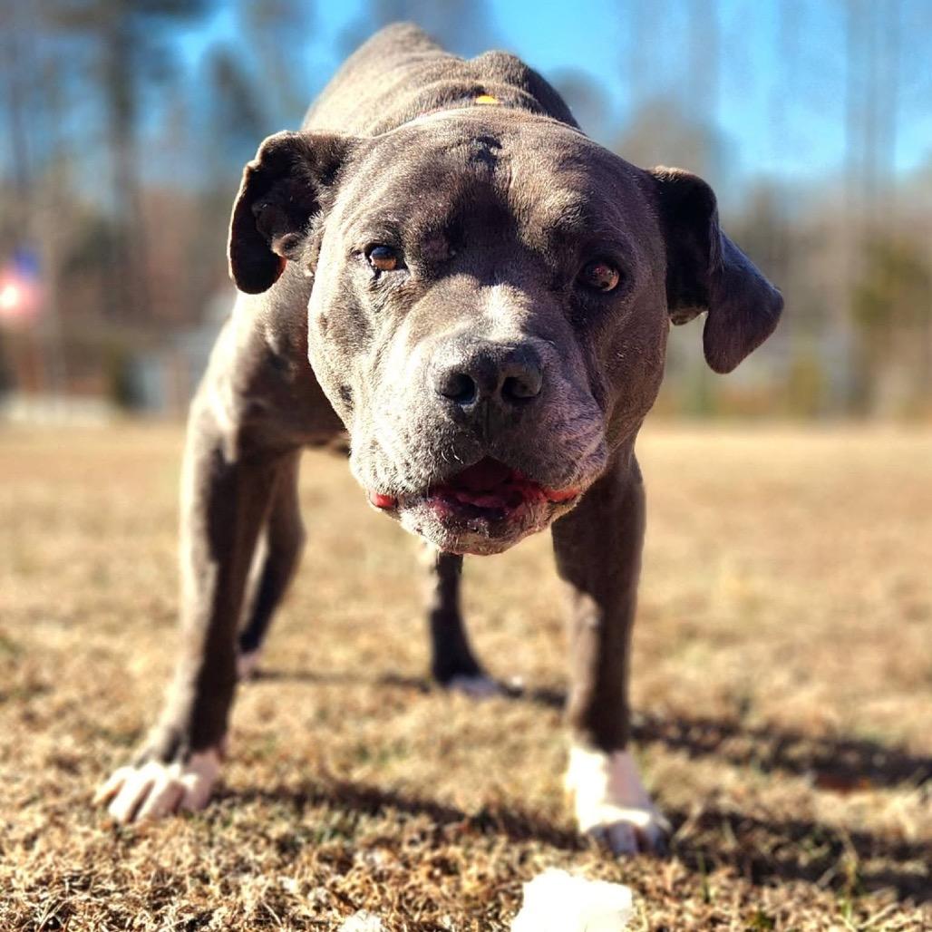 Enlarge Chance Ironheart, a Adoptable Pit Bull Terrier in Morganton, NC image 1/6