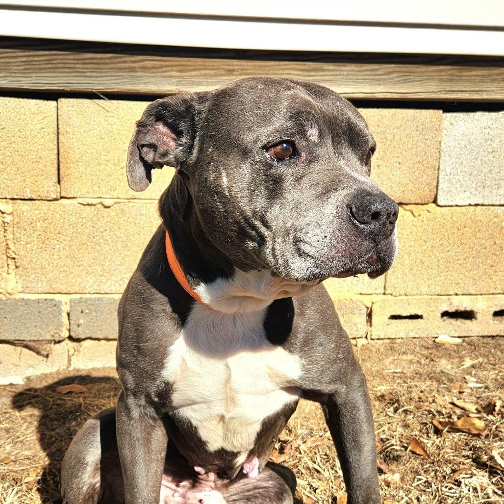Enlarge Chance Ironheart, a Adoptable Pit Bull Terrier in Morganton, NC image 2/6