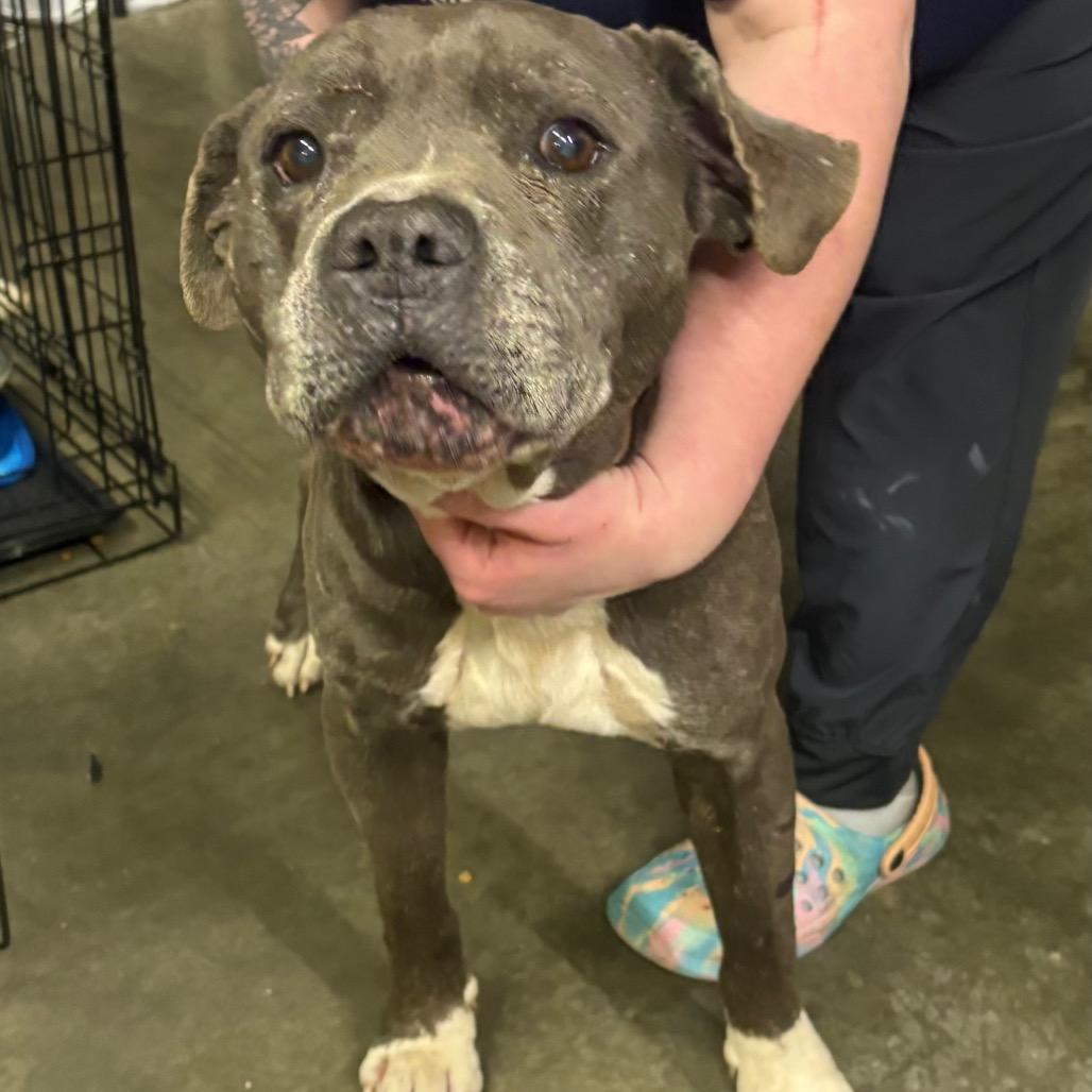 Enlarge Chance Ironheart, a Adoptable Pit Bull Terrier in Morganton, NC image 3/6