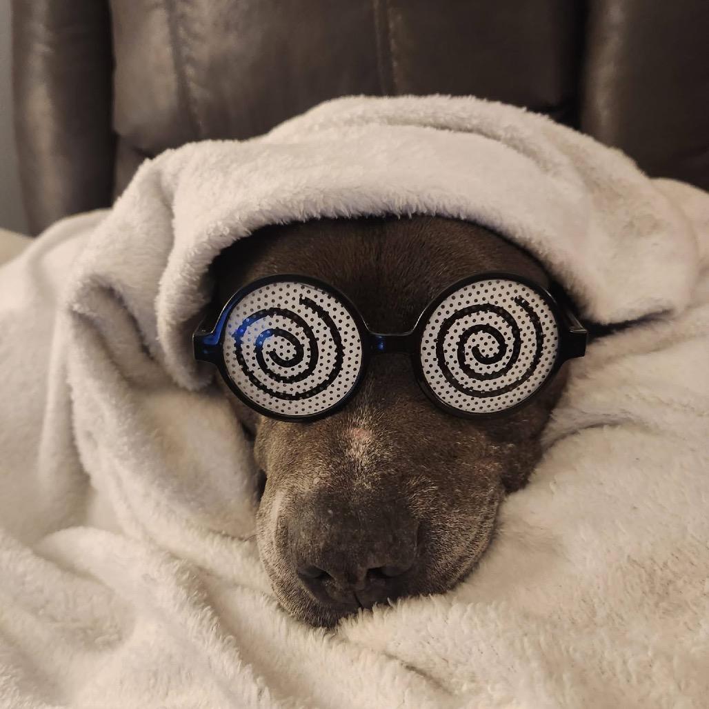 Enlarge Chance Ironheart, a Adoptable Pit Bull Terrier in Morganton, NC image 4/6