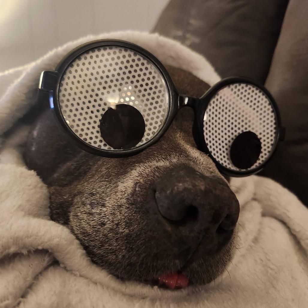 Enlarge Chance Ironheart, a Adoptable Pit Bull Terrier in Morganton, NC image 5/6