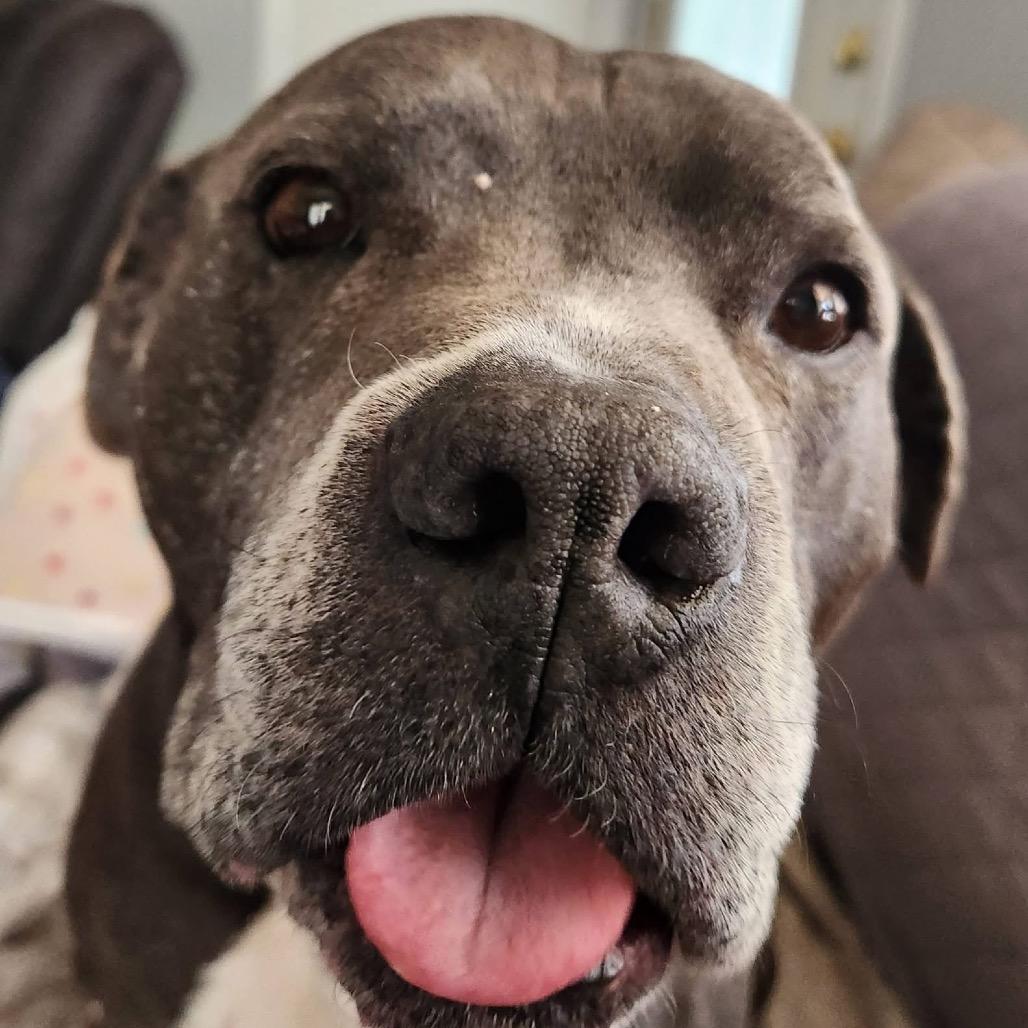 Enlarge Chance Ironheart, a Adoptable Pit Bull Terrier in Morganton, NC image 5/6