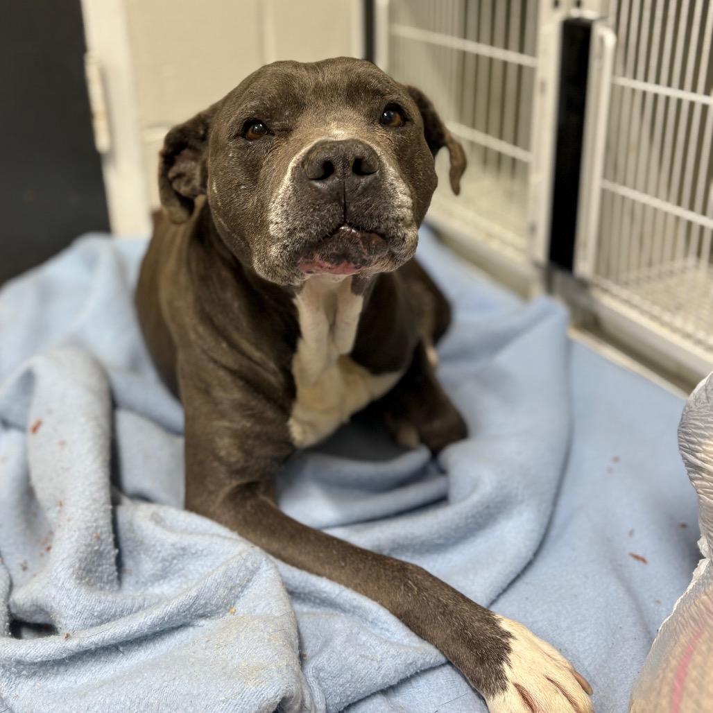 Enlarge Chance Ironheart, a Adoptable Pit Bull Terrier in Morganton, NC image 6/6