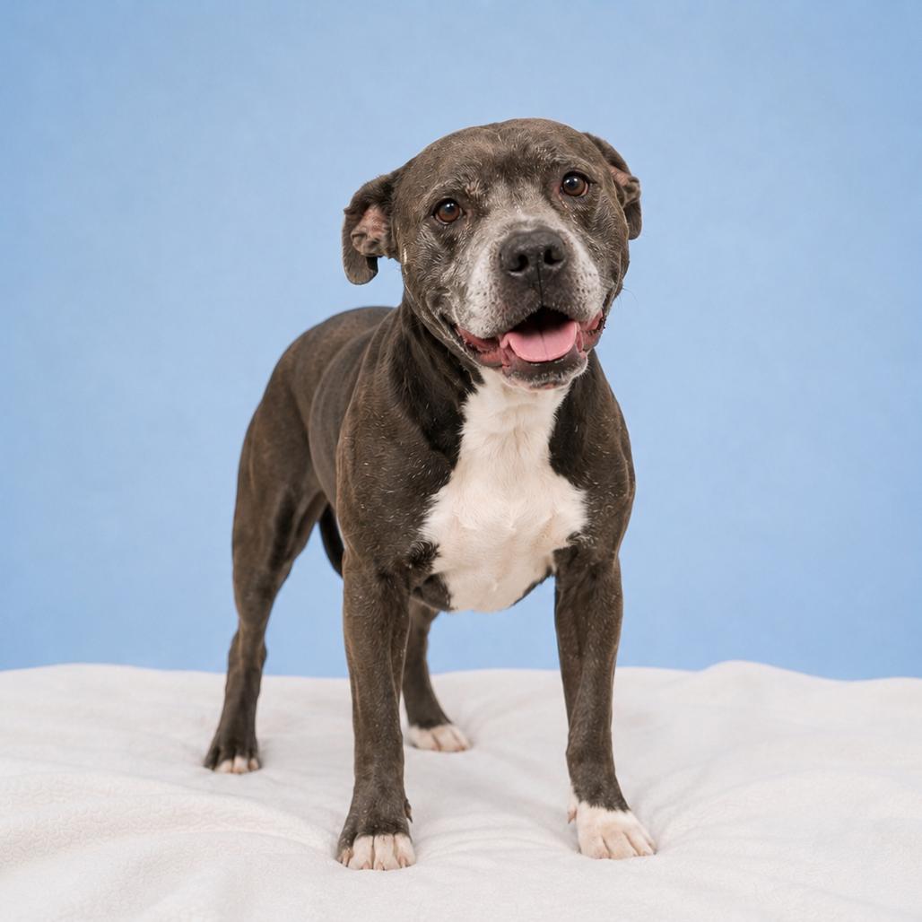 Chance Ironheart, a Adoptable Pit Bull Terrier in Morganton, NC image 6/6