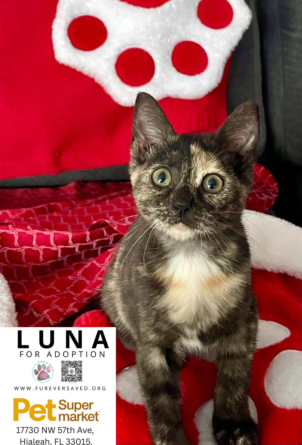 Enlarge Luna, a ADOPTABLE Domestic Short Hair in Miami, FL image 2/6