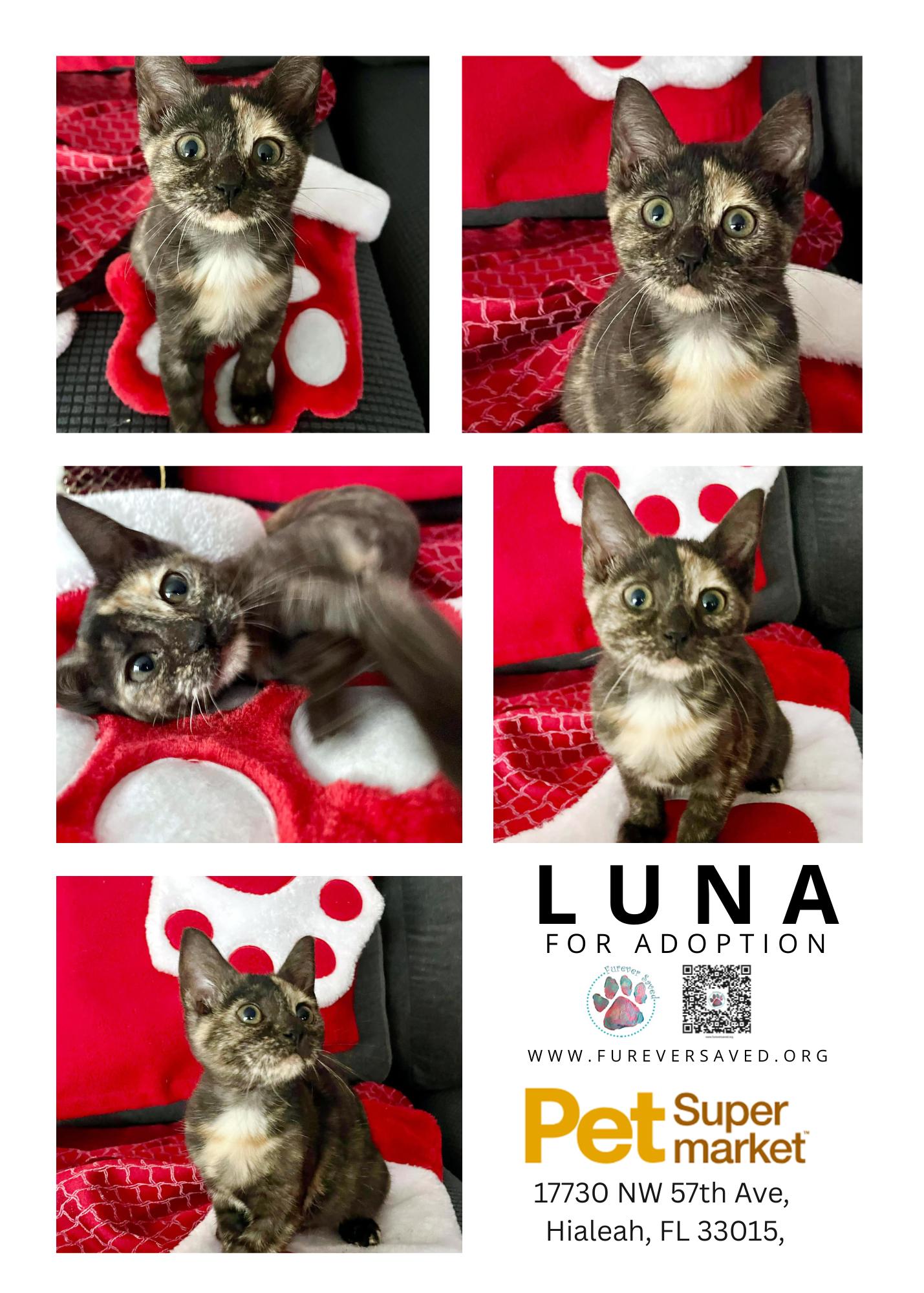 Enlarge Luna, a ADOPTABLE Domestic Short Hair in Miami, FL image 1/6