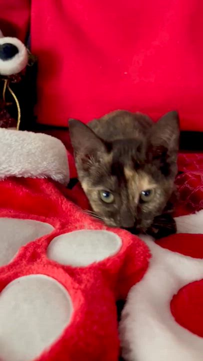 Enlarge Luna, a ADOPTABLE Domestic Short Hair in Miami, FL video 6/6
