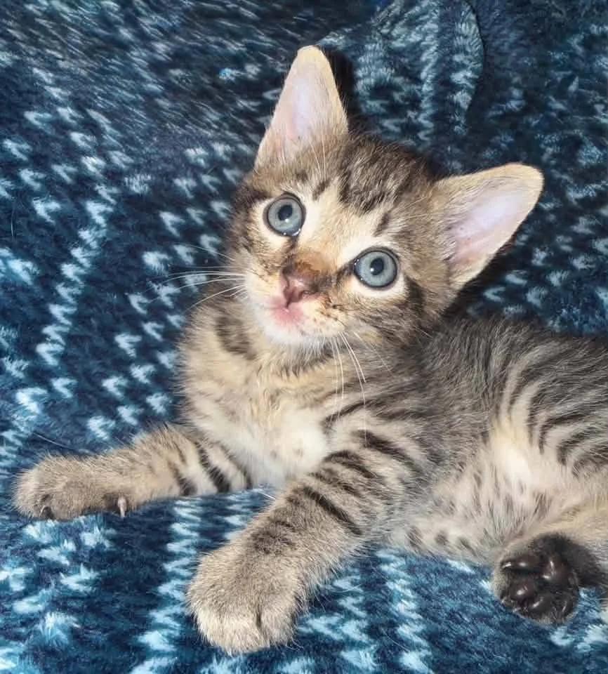 Enlarge Ash, a Adoptable Domestic Short Hair in Davison, MI image 1/2