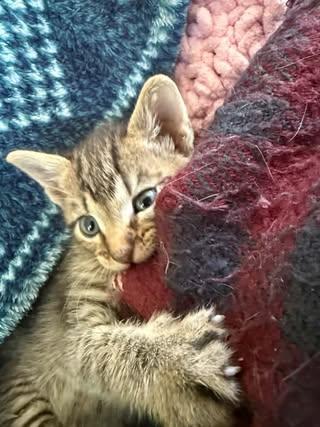 Enlarge Ash, a Adoptable Domestic Short Hair in Davison, MI image 2/2