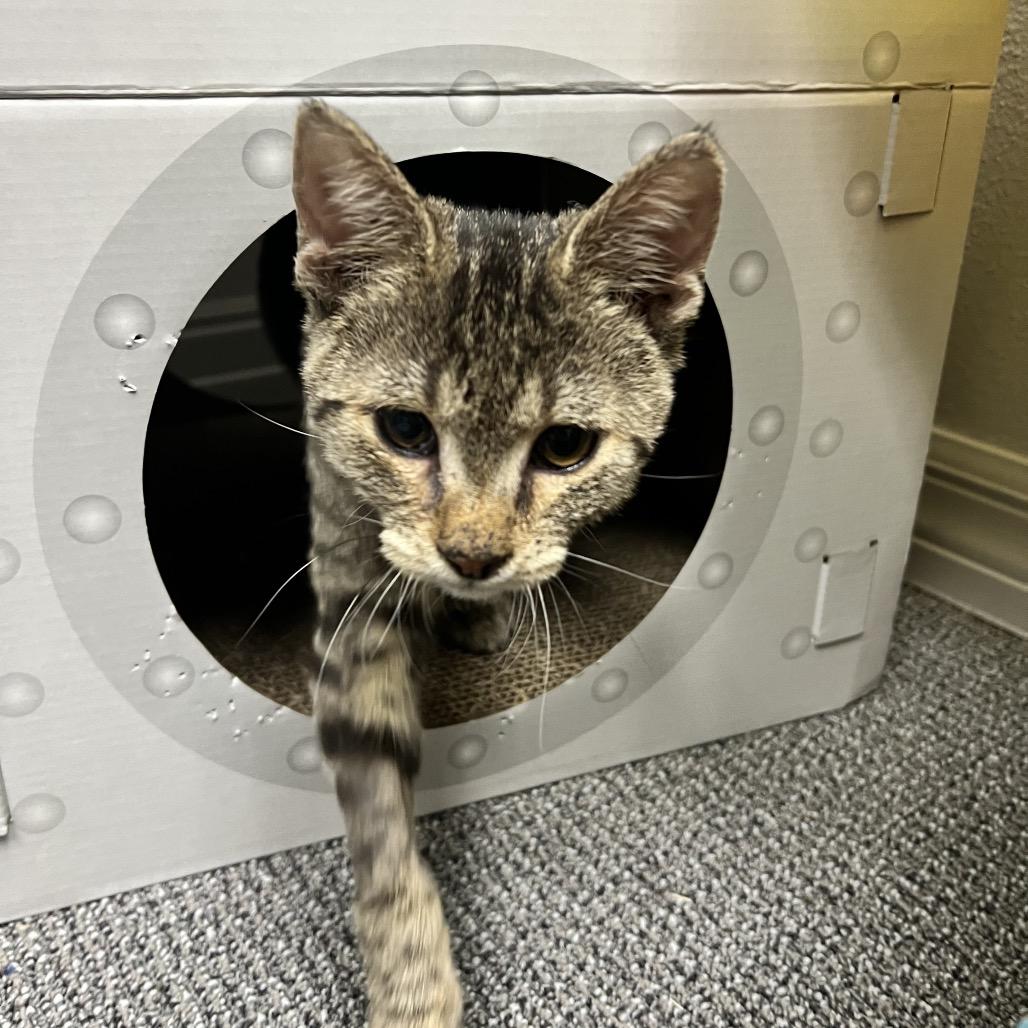 Enlarge Comet, a Adoptable Domestic Short Hair in Costa Mesa, CA image 1/4