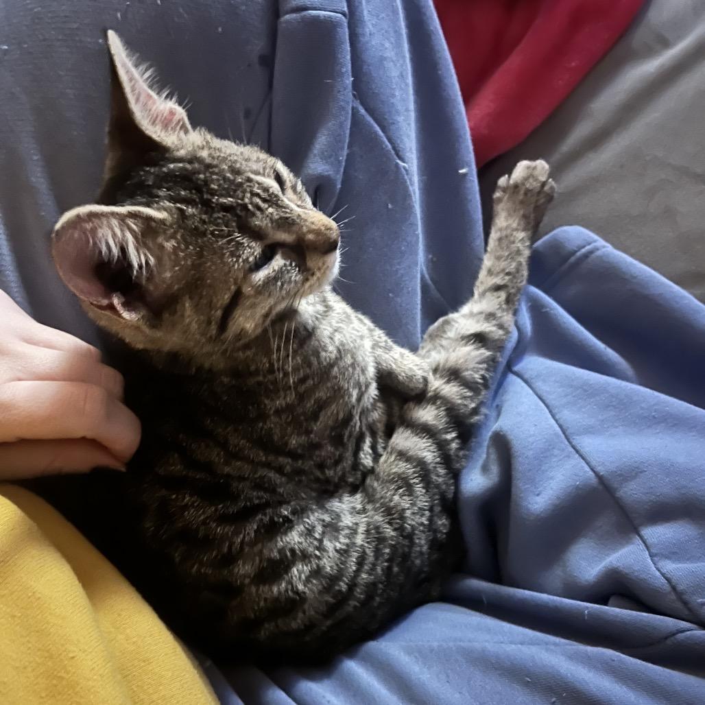 Enlarge Comet, a Adoptable Domestic Short Hair in Costa Mesa, CA image 2/4