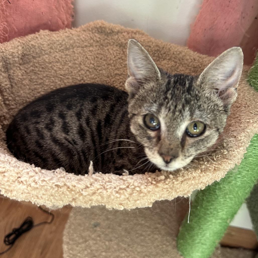 Enlarge Comet, a Adoptable Domestic Short Hair in Costa Mesa, CA image 3/4