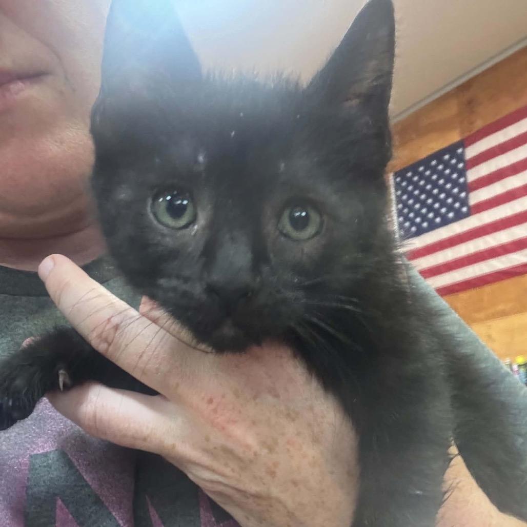 Enlarge Dennis, a Adoptable Domestic Short Hair in Ferndale, WA image 1/1