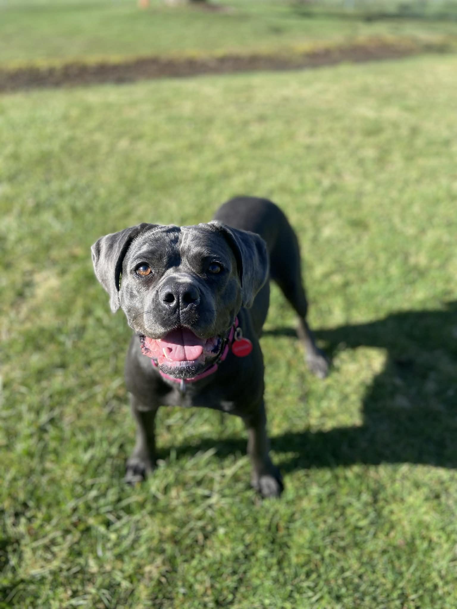 Enlarge Cypress! DNA Tested! Adoption Fee Paid! , an adopted mixed breed in Port Huron, MI image 6/6