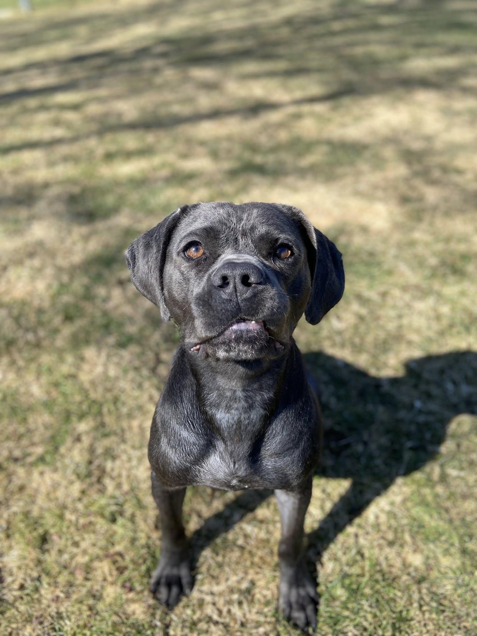 Enlarge Cypress! DNA Tested! Adoption Fee Paid! , an adopted mixed breed in Port Huron, MI image 5/6