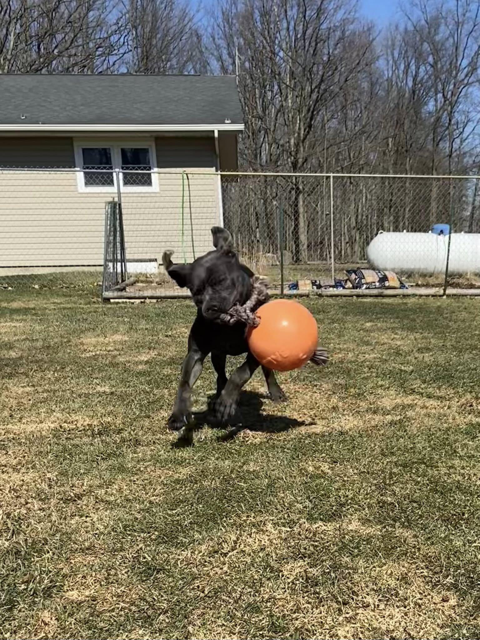 Enlarge Cypress! DNA Tested! Adoption Fee Paid! , an adopted mixed breed in Port Huron, MI image 4/6