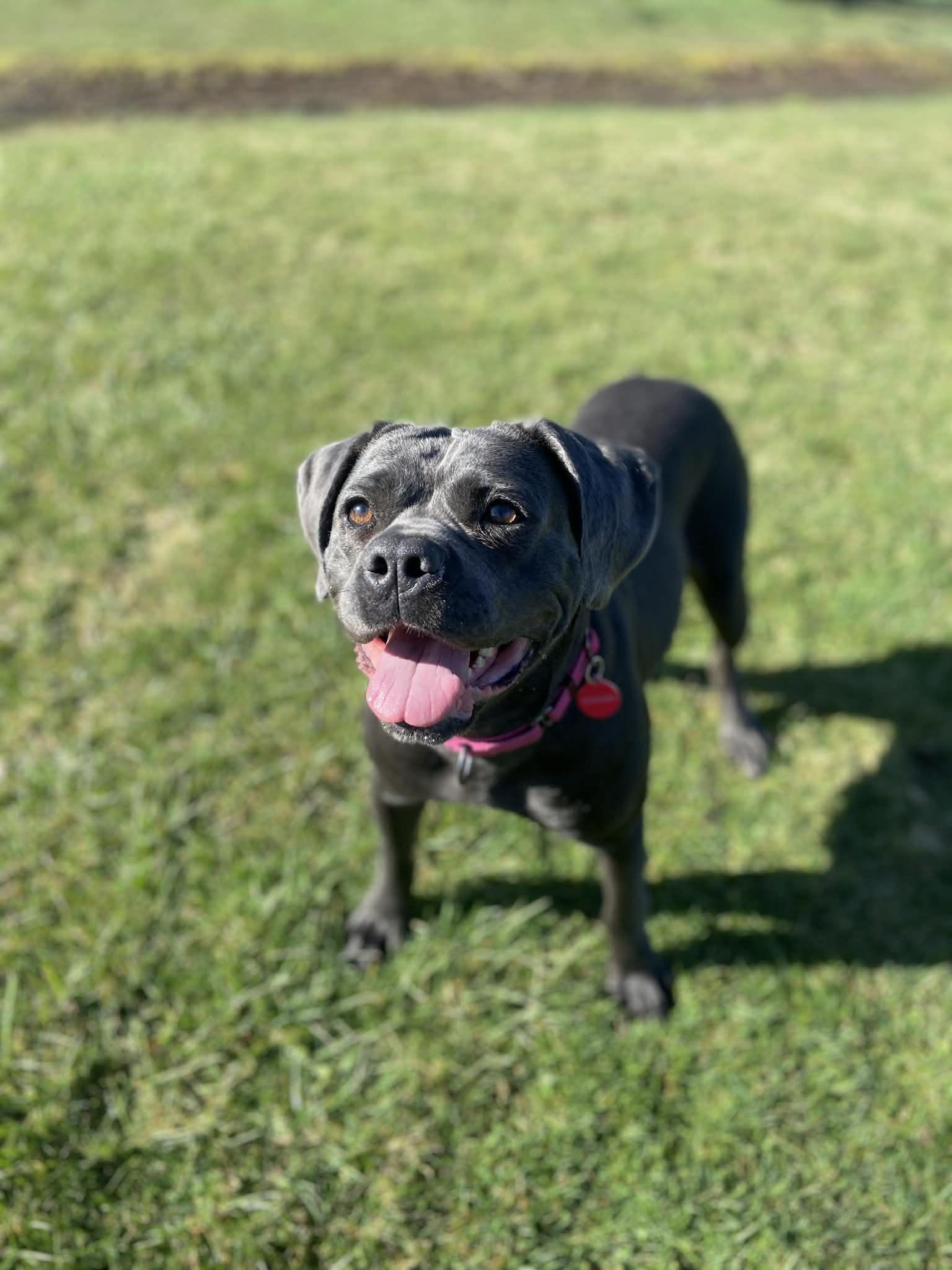 Enlarge Cypress! DNA Tested! Adoption Fee Paid! , an adopted mixed breed in Port Huron, MI image 3/6