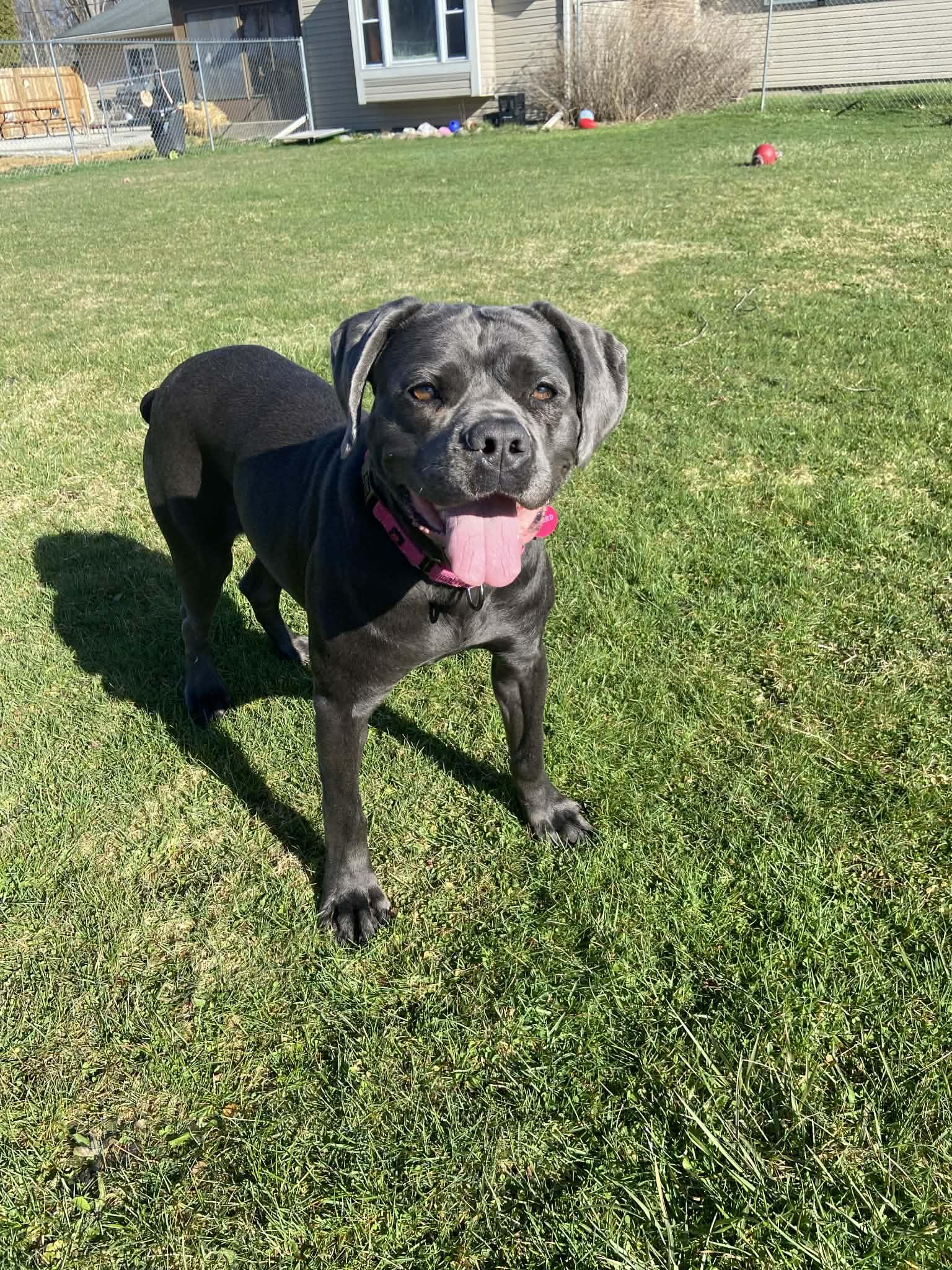 Cypress! DNA Tested! Adoption Fee Paid! , adopted, Adult Female Neapolitan Mastiff & Cane Corso.