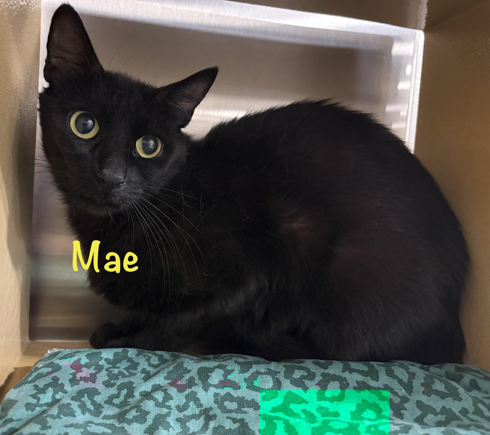 Mae (call 602-692-1499 to meet Mae), a Adoptable mixed breed in Phoenix, AZ image 2/3