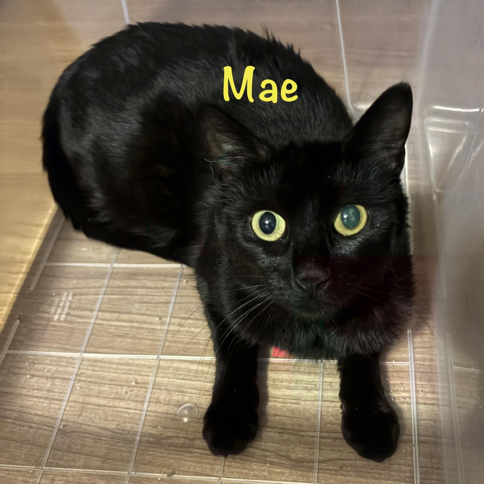 Mae (call 602-692-1499 to meet Mae), Adoptable, Adult Female Bombay.