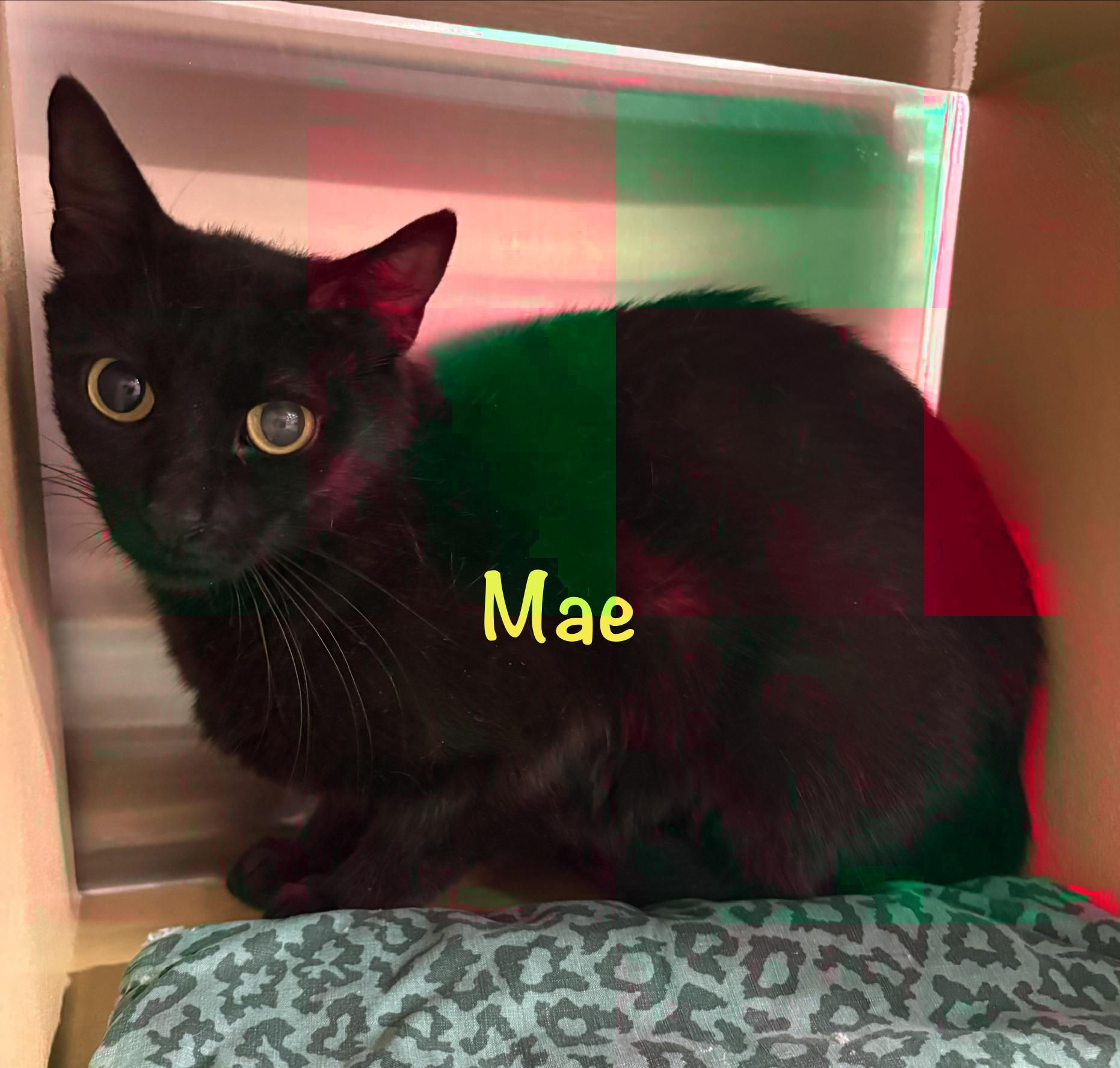 Mae (call 602-692-1499 to meet Mae), a Adoptable mixed breed in Phoenix, AZ image 3/3