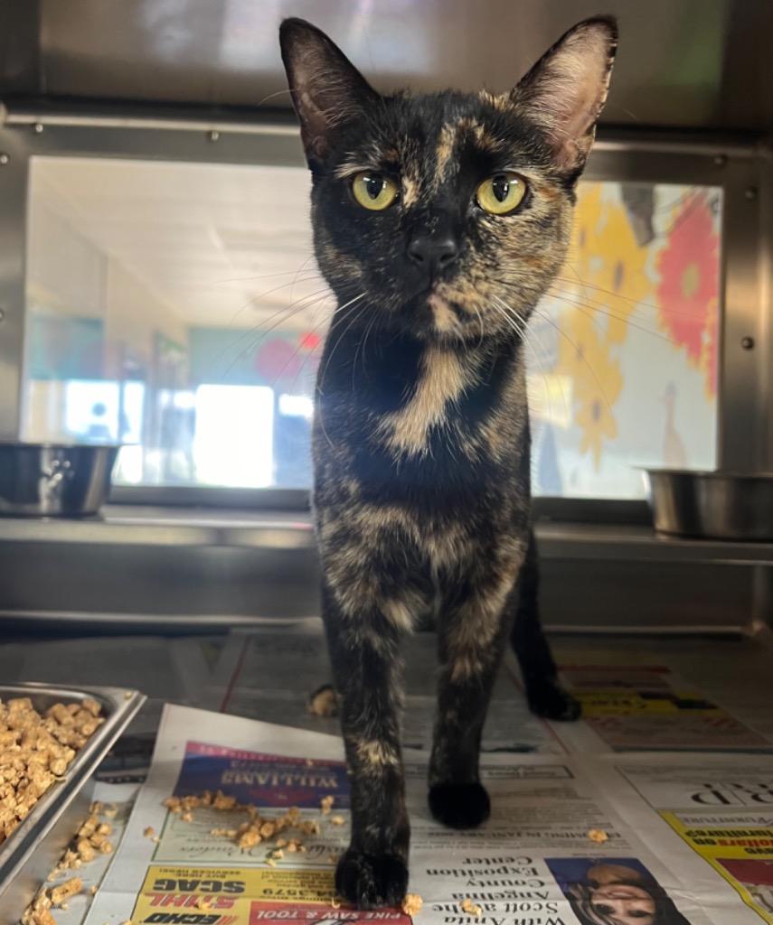 Junebug - Midnight, Adoptable, Young Female Domestic Short Hair.