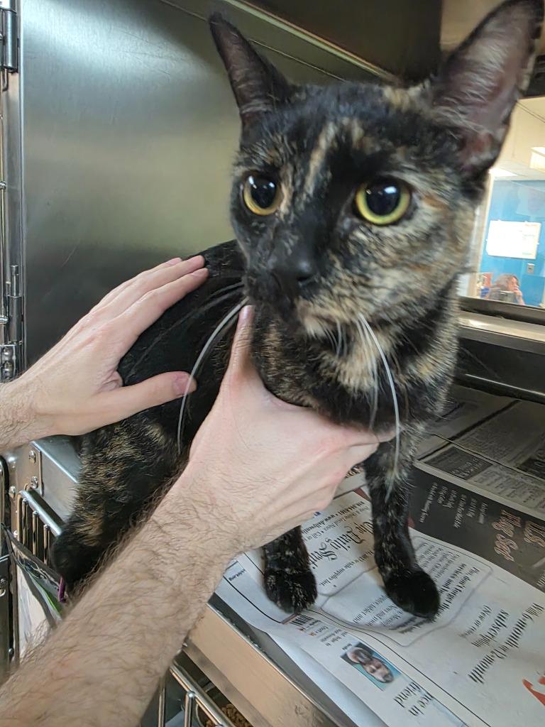 Enlarge Junebug - Midnight, a Adoptable Domestic Short Hair in Nacogdoches, TX image 2/2