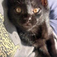 Gully, Adoptable, Young Male Domestic Short Hair.