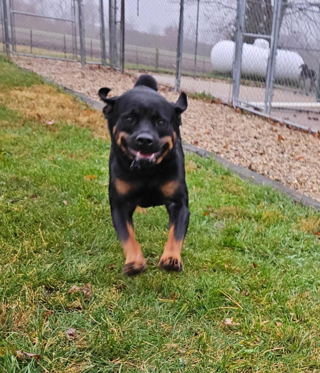 MARI, Adoptable, Adult Male Rottweiler.