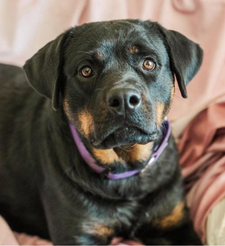 Enlarge MARI, a Adoptable Rottweiler in Oswego, IL image 2/5