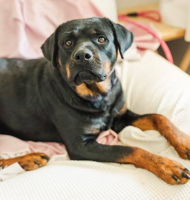 Enlarge MARI, a Adoptable Rottweiler in Oswego, IL image 3/5