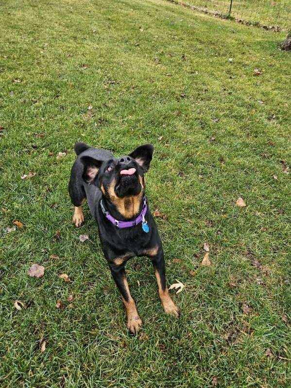 Enlarge MARI, a Adoptable Rottweiler in Oswego, IL image 4/5