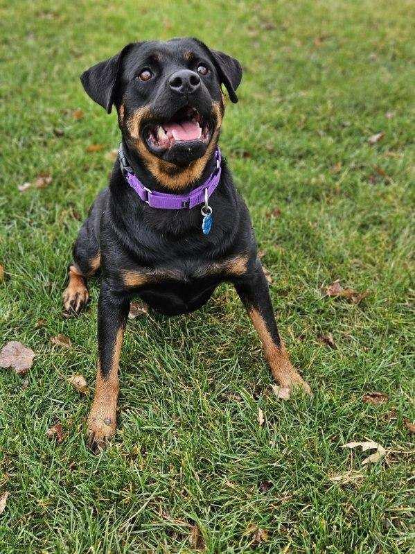 Enlarge MARI, a Adoptable Rottweiler in Oswego, IL image 5/5