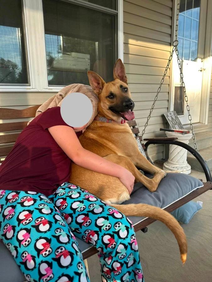 Biscuit, Adoptable, Adult Male German Shepherd Dog.